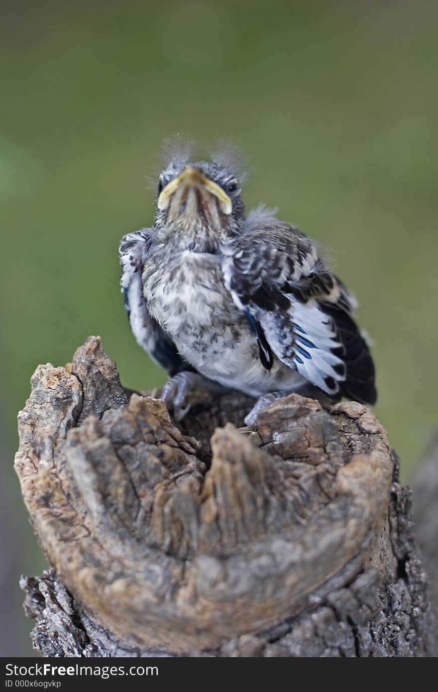 Young bird too young to fly sits on a tree stump looking straigh ahead. Young bird too young to fly sits on a tree stump looking straigh ahead