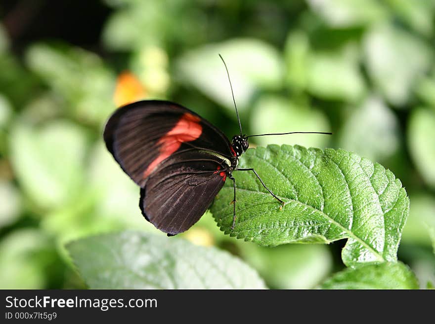 A butterfly / shot with Conon EOS 300D in the Butterflyhouse / Burggarten / Vienna / Austria