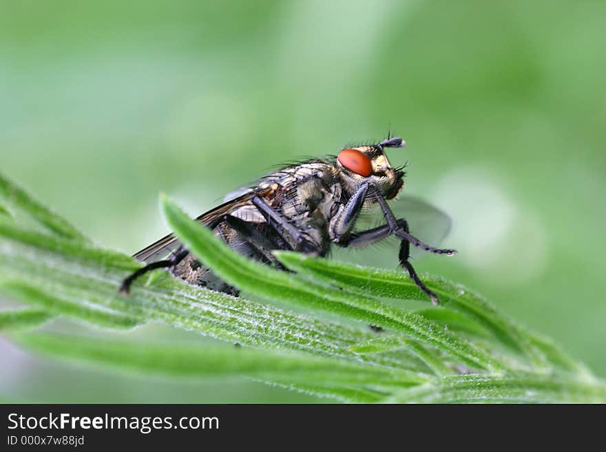 A closeup of a fly. A closeup of a fly