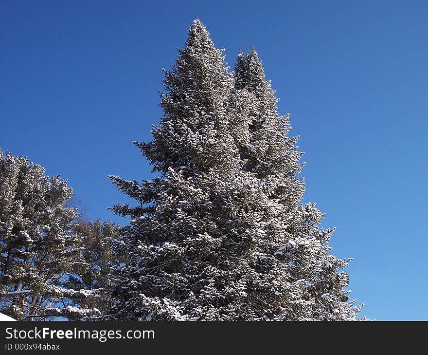 Snow Tipped Trees.