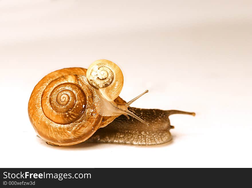 A mother and a baby snail on whitw background. A mother and a baby snail on whitw background