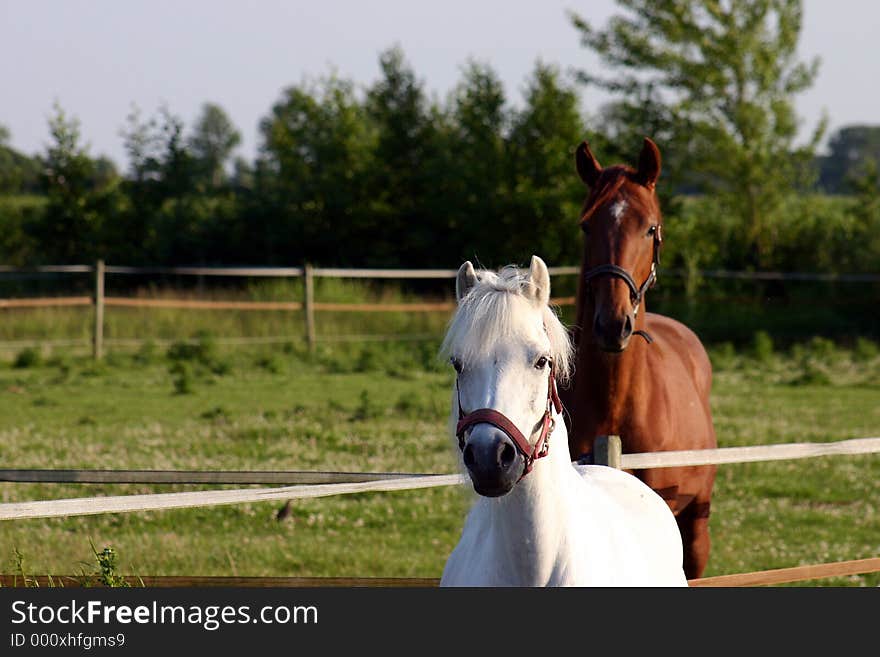 White pony and horse of 12 month old standing in ta meadow. White pony and horse of 12 month old standing in ta meadow