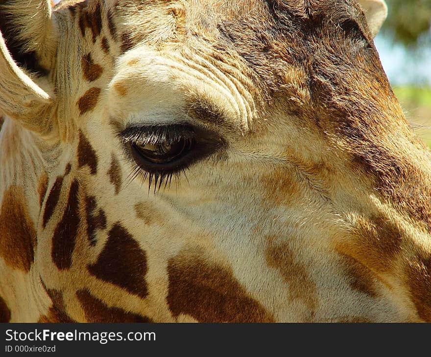 This is an image of a giraffe's eye, when he wanted to eat something off the safari truck, in Kenya. This is an image of a giraffe's eye, when he wanted to eat something off the safari truck, in Kenya.