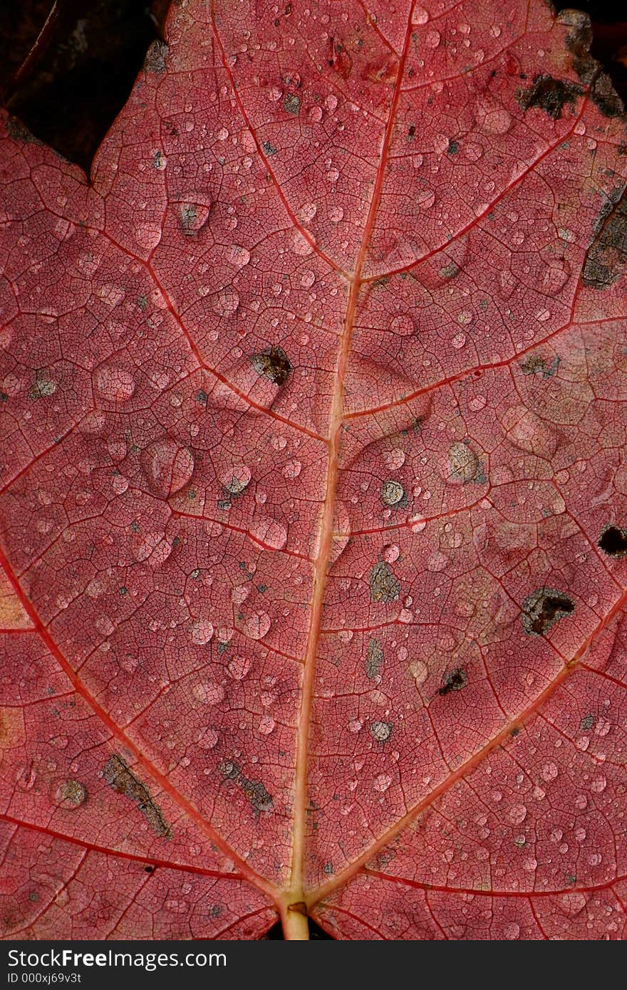 Closeup of Fall maple leaf. North Georgia Mountains