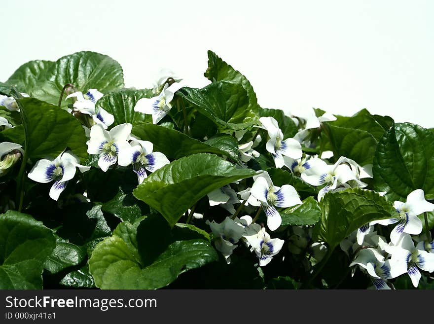 White Violets