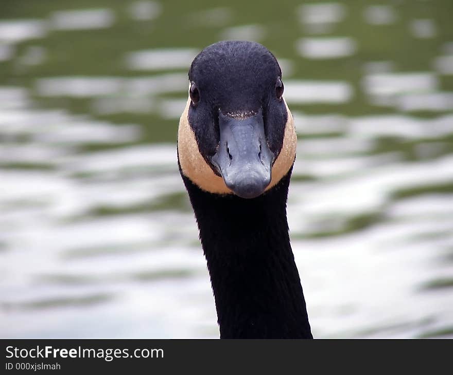 Long Necked Goose