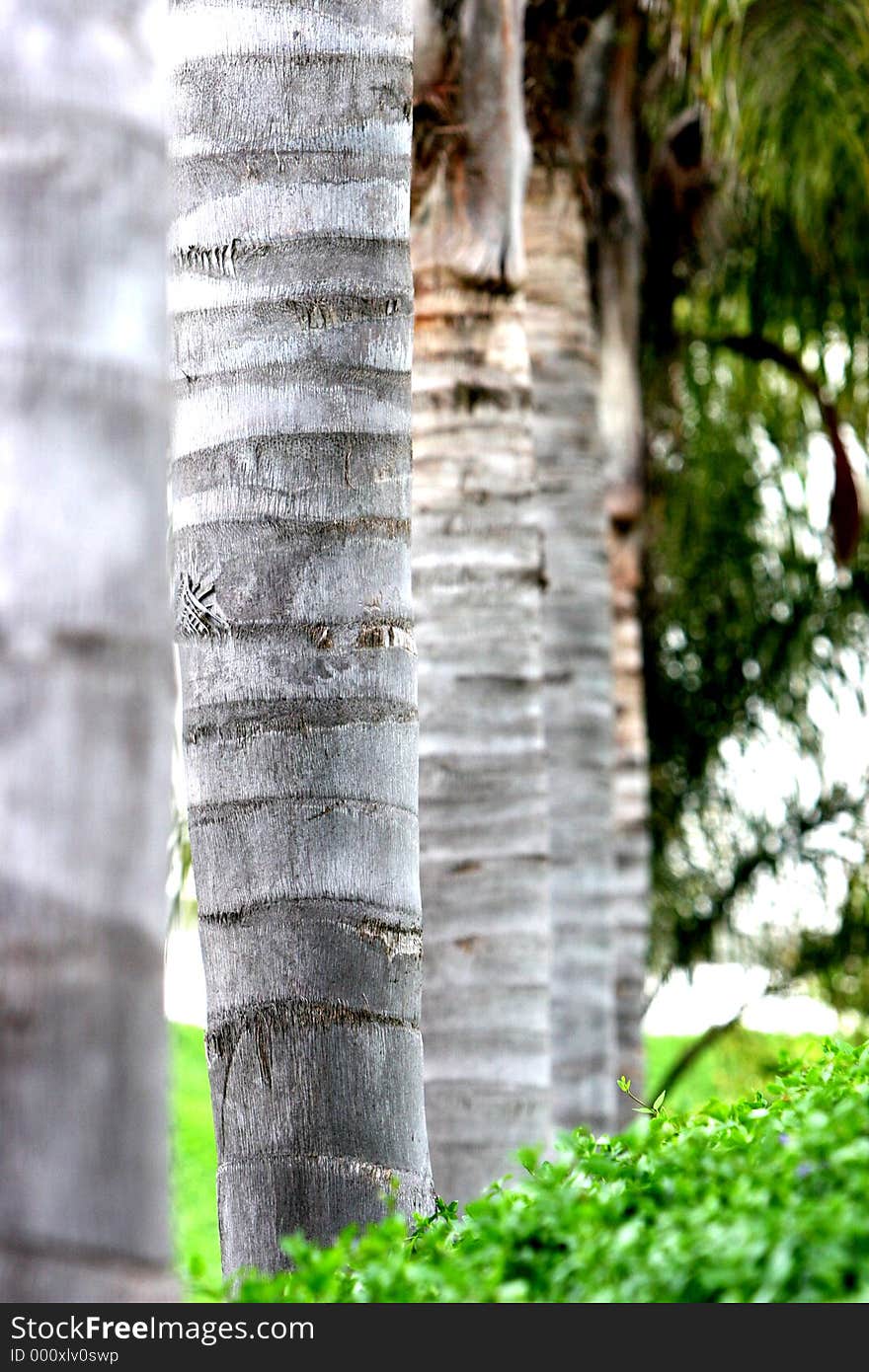 Five palm tree trunks in a row with green shrubs