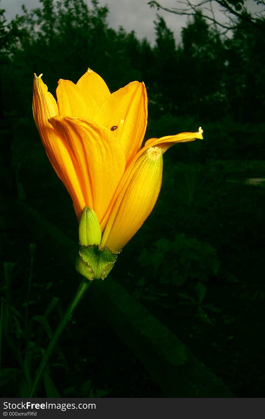 This flower I shot this summer in my garden with macro and auto flash. This flower I shot this summer in my garden with macro and auto flash.