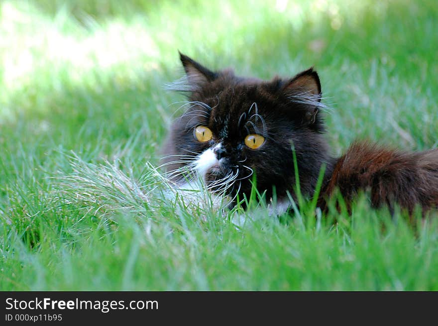 Cat playing in the grass. Cat playing in the grass