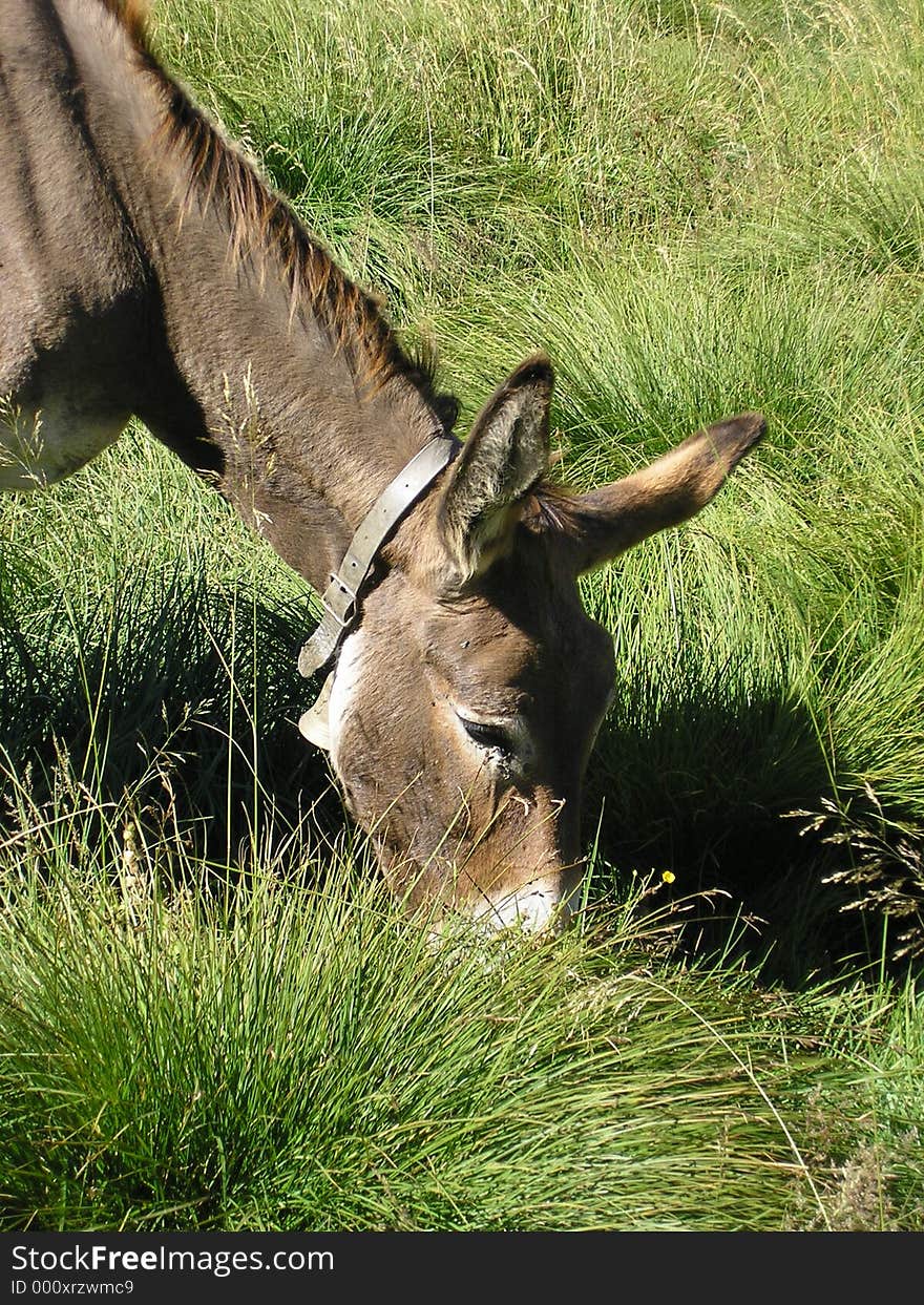 Donkey - Political and rural symbols