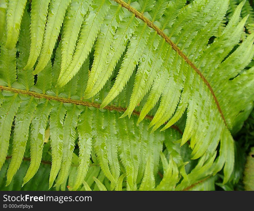 Green fern leaf with water droplets