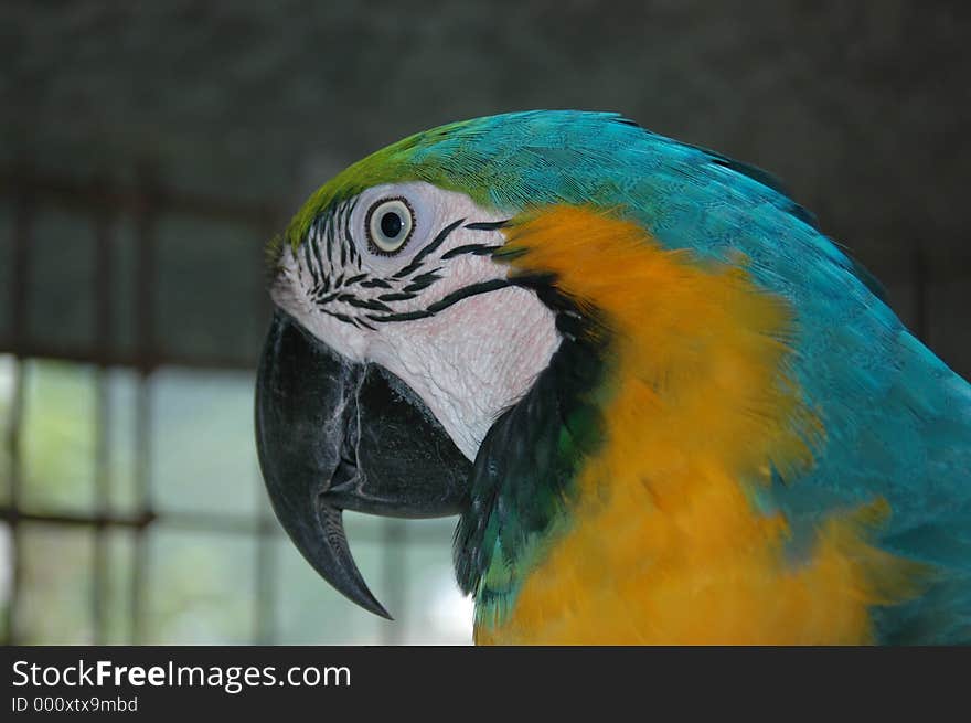 Pet blue and gold macaw. Pet blue and gold macaw