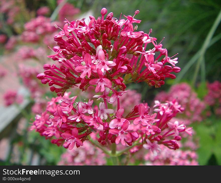 Flower Macro