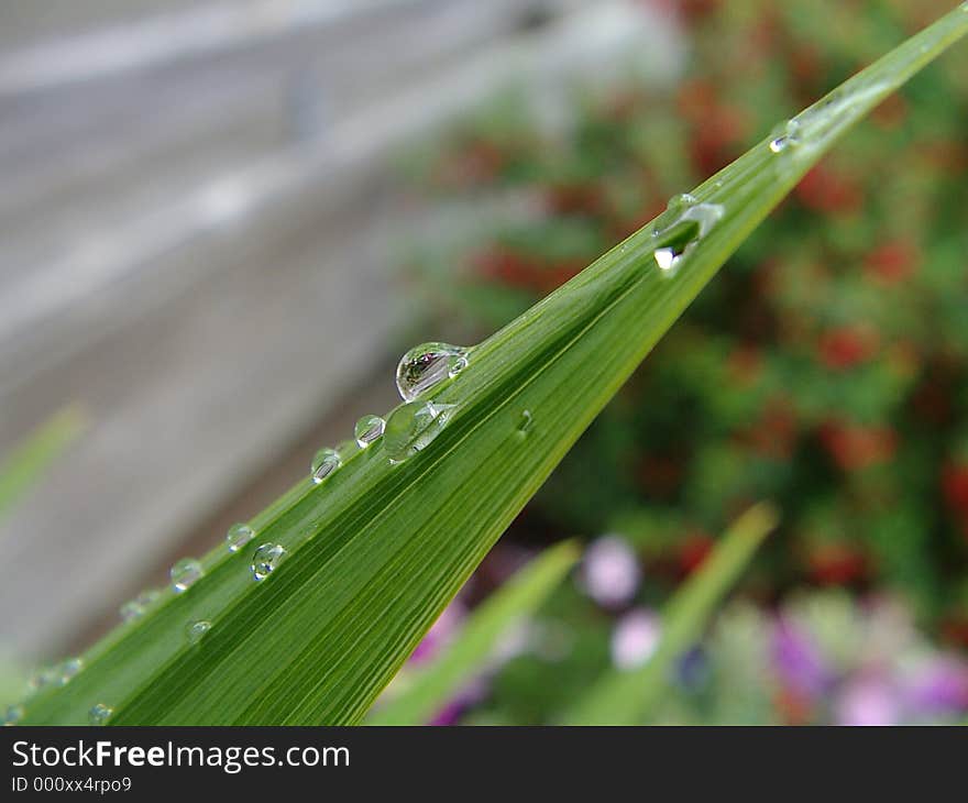 Water on leaf tips macro
