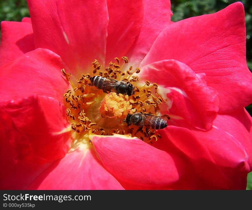 2 busy bees on a rose. 2 busy bees on a rose