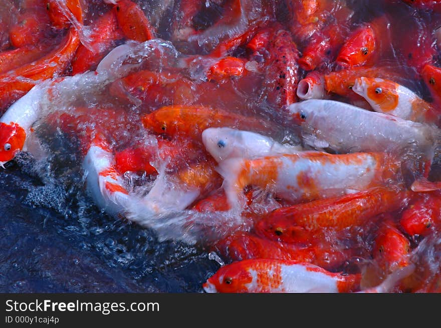 A coi pond with hungry coi splashing around. A coi pond with hungry coi splashing around.