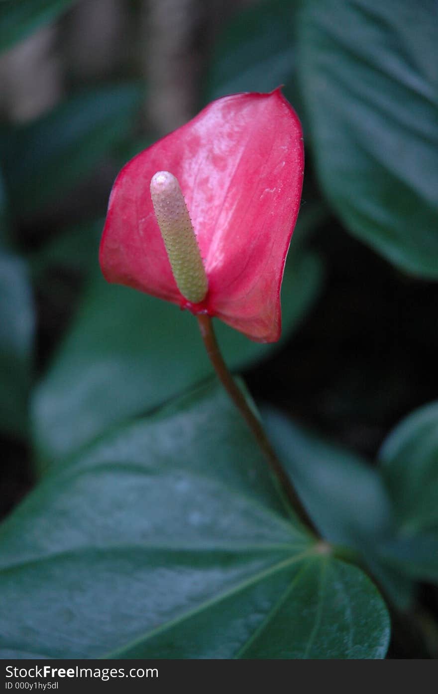 Close-up of flower in Oahu.