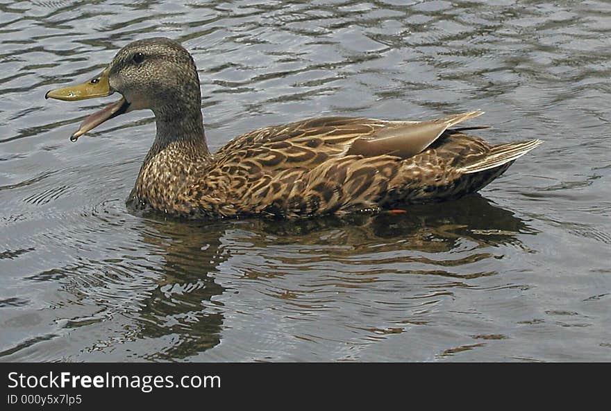 A duck waiting for some food on the canal. A duck waiting for some food on the canal