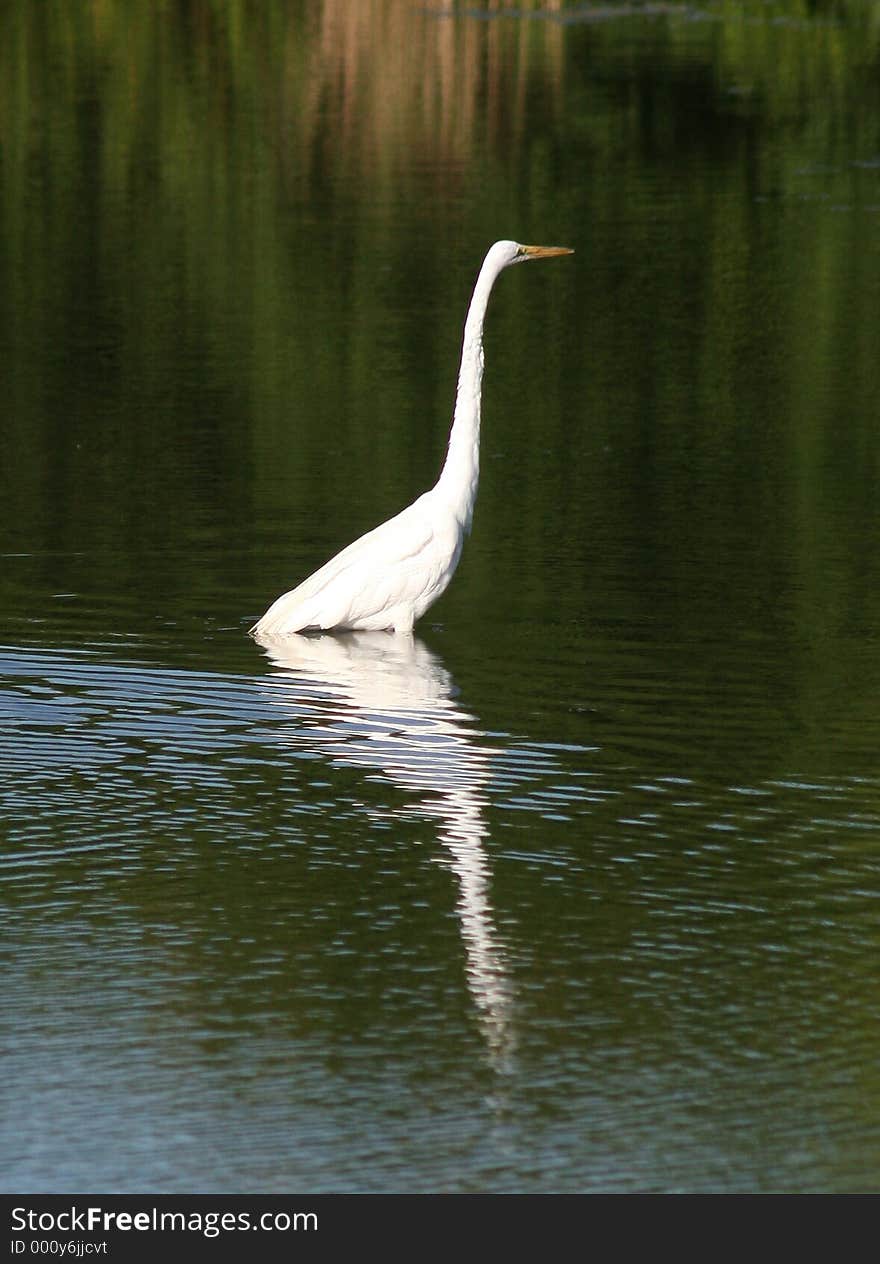 White Egret Reflections