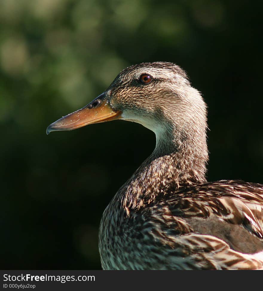 Detailed duck portrait. Detailed duck portrait