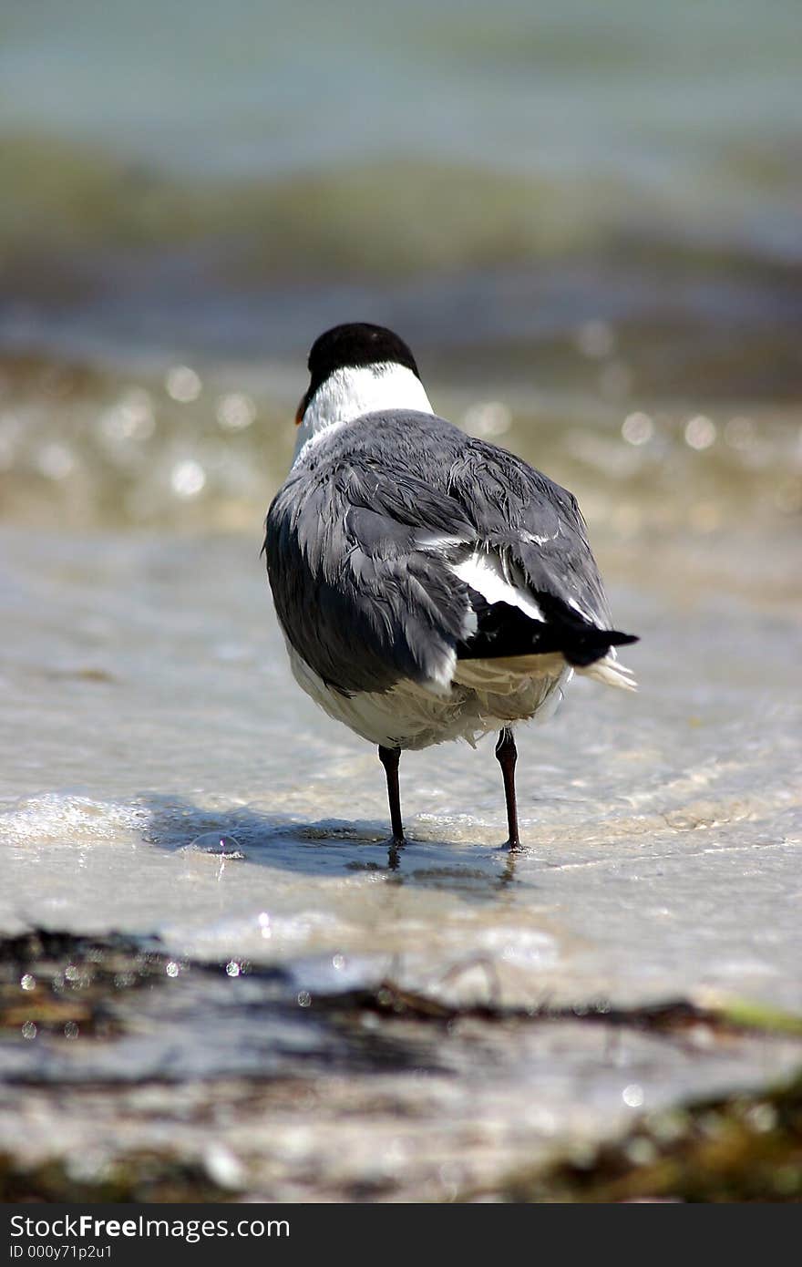 Seagull on Shore