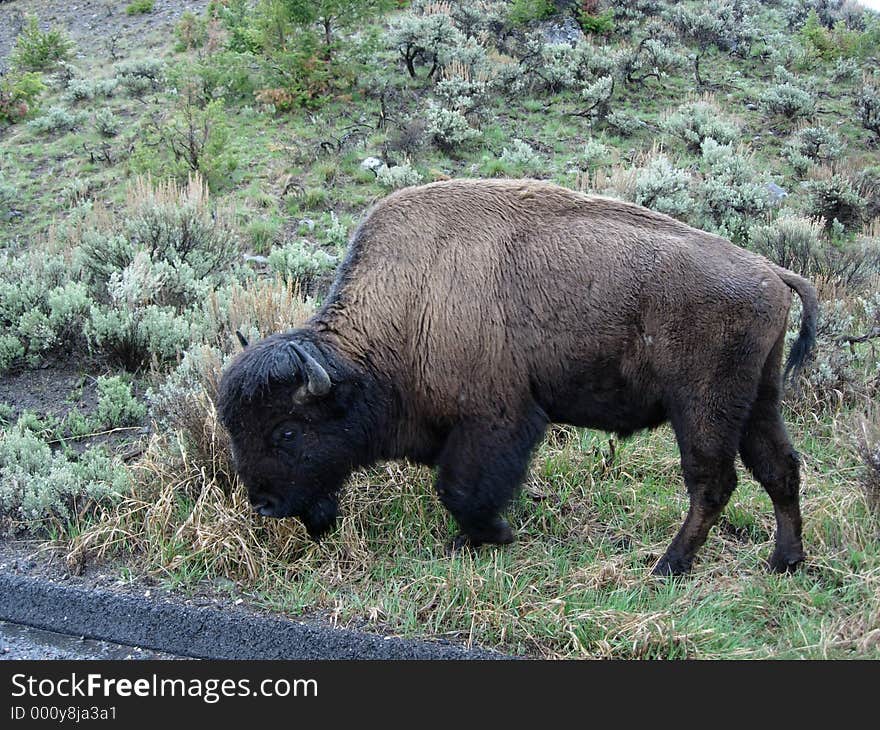 A large Bison at the side of the road in Yellowstone NP, WY. A large Bison at the side of the road in Yellowstone NP, WY.