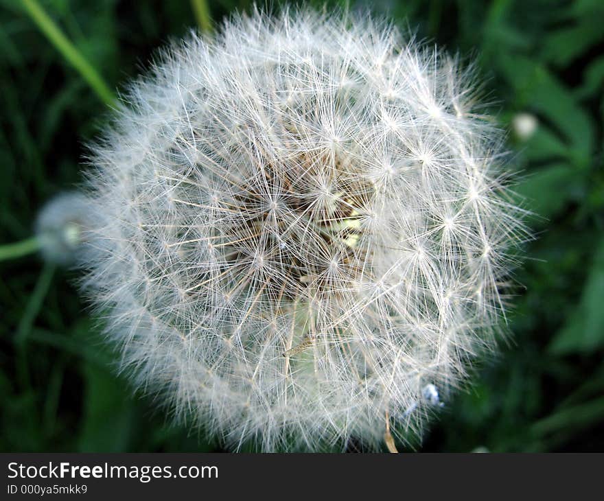 Dandelion s fuzz