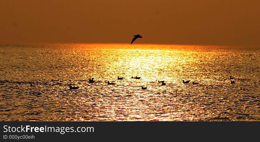 Resting seagulls