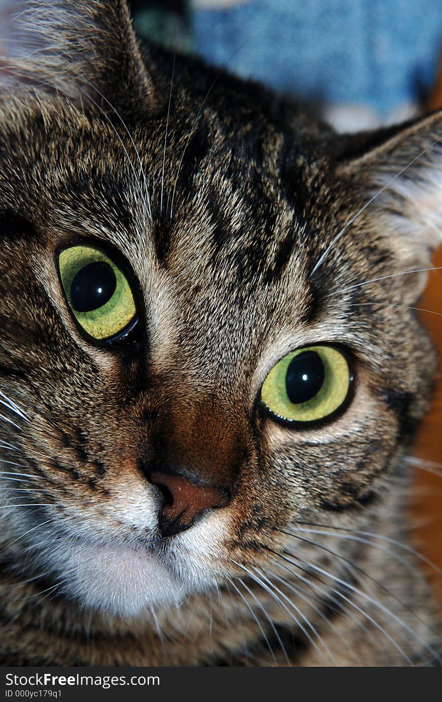 Closeup of a cat's face. Closeup of a cat's face