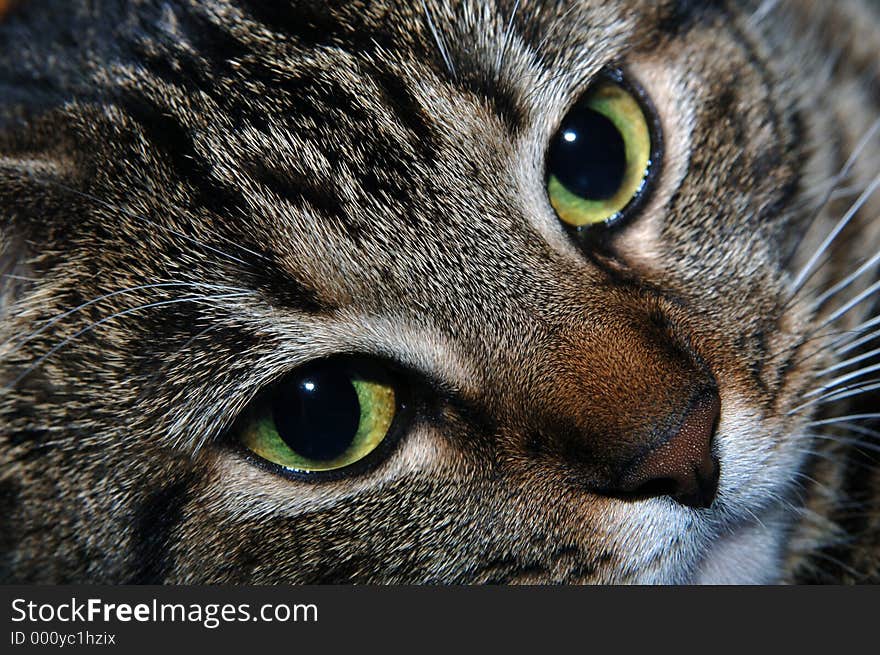 A closeup of a cat's face. A closeup of a cat's face