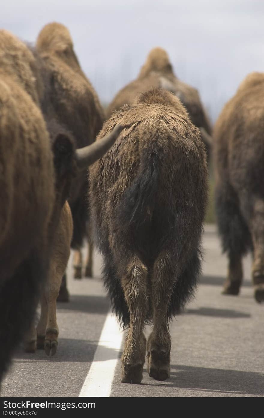 Bison blocking the road in Yellowstone National Park. Bison blocking the road in Yellowstone National Park