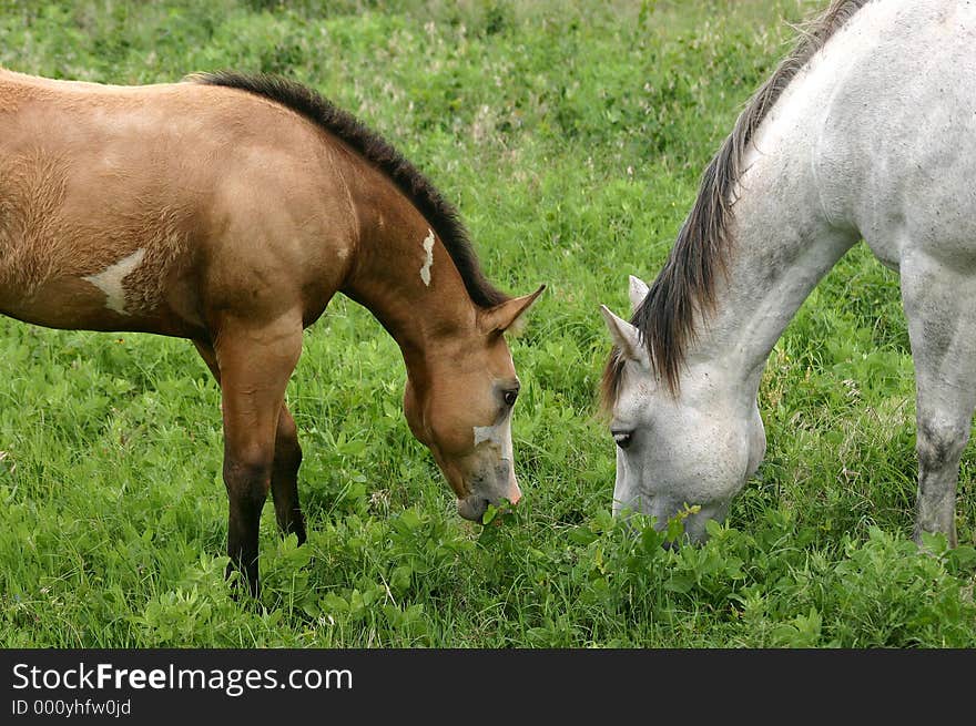 Buckskin colt shyly grazes close to new gray mare in the herd, making her acquaintance. Buckskin colt shyly grazes close to new gray mare in the herd, making her acquaintance.