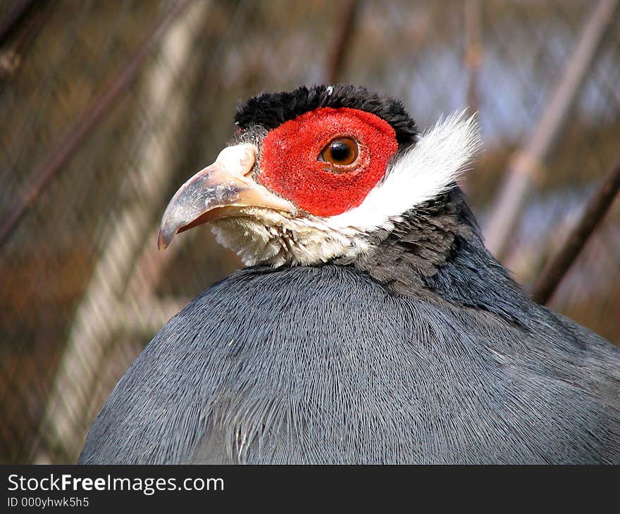 Portrait of a Pheasant