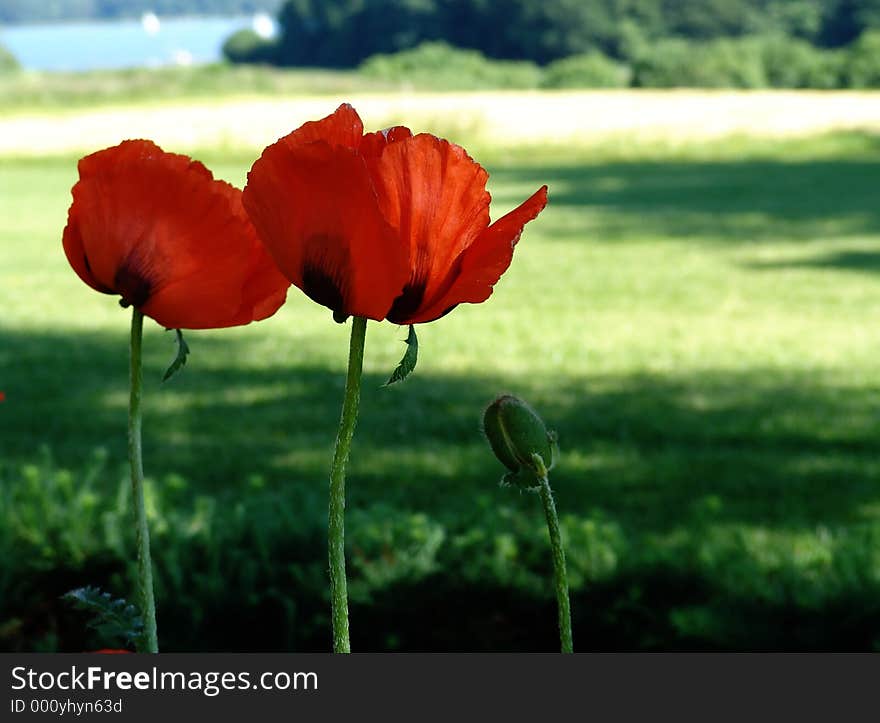 giant poppies