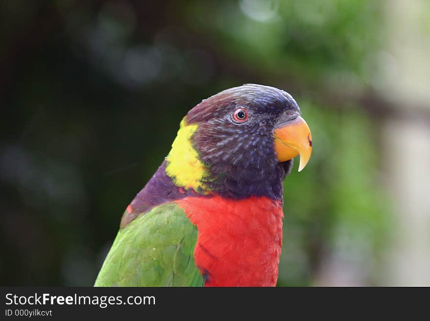 Profile close up of a colorful parrot. Profile close up of a colorful parrot