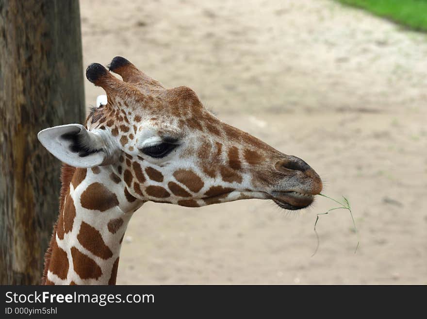 Profile of baby giraffe