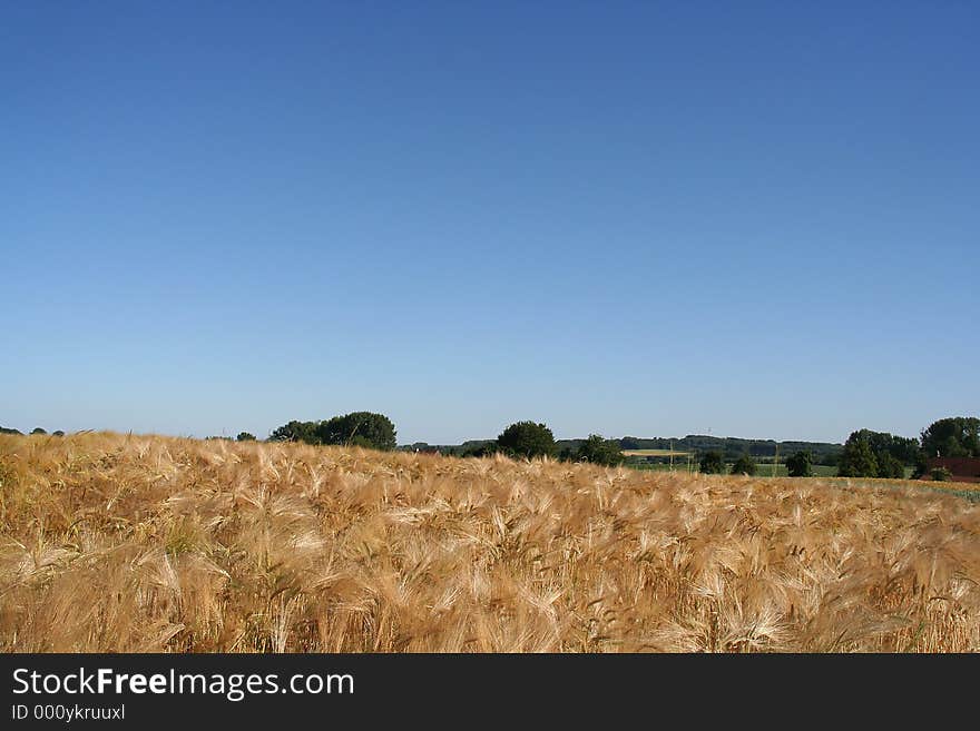 Wheat field