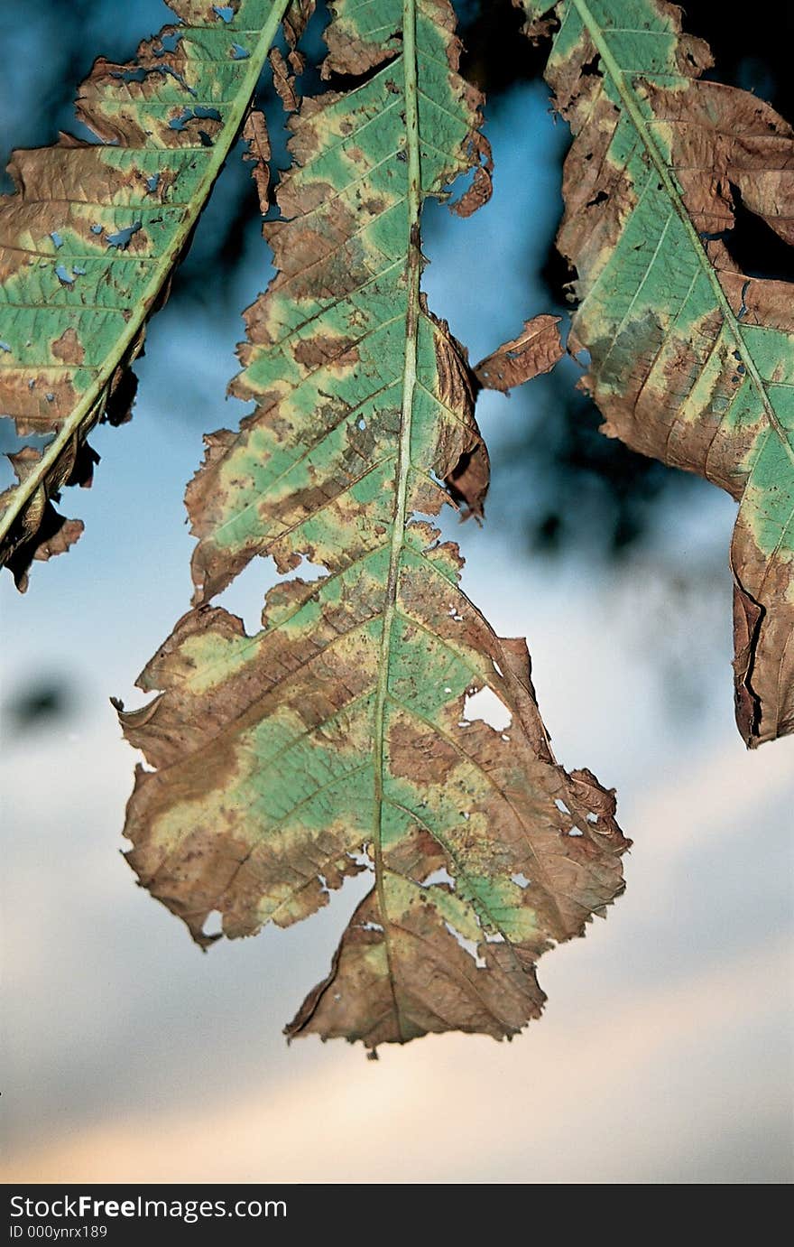 Leaf closeup with sunset in background