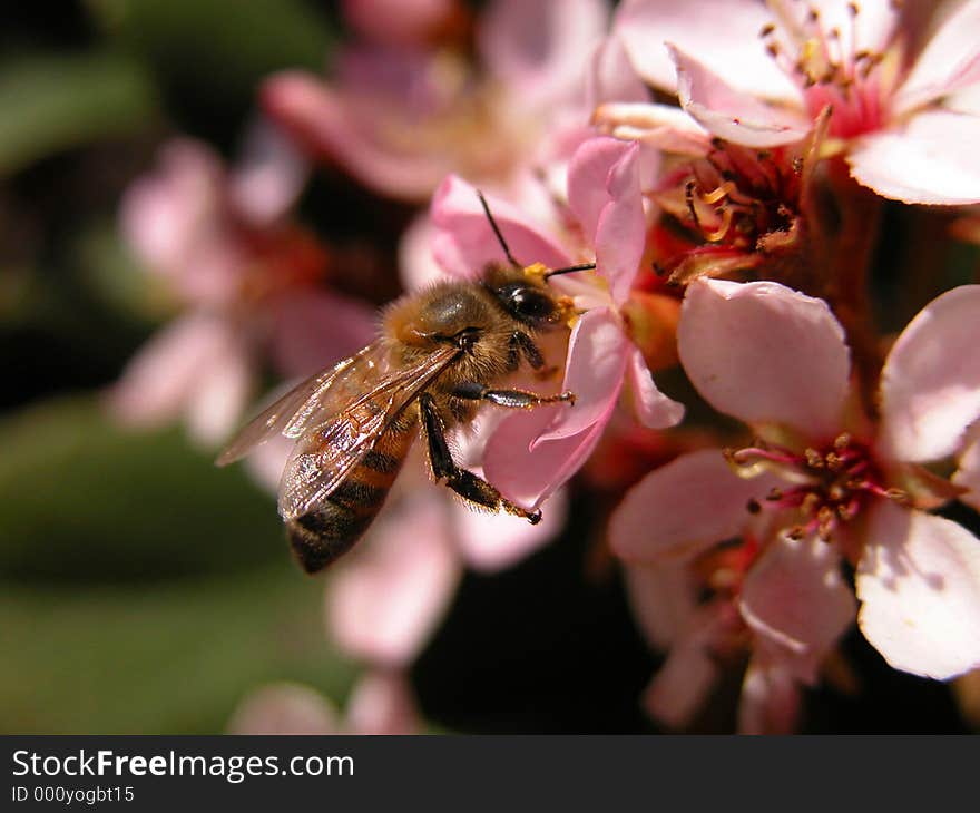 Bee on Pink Flowers