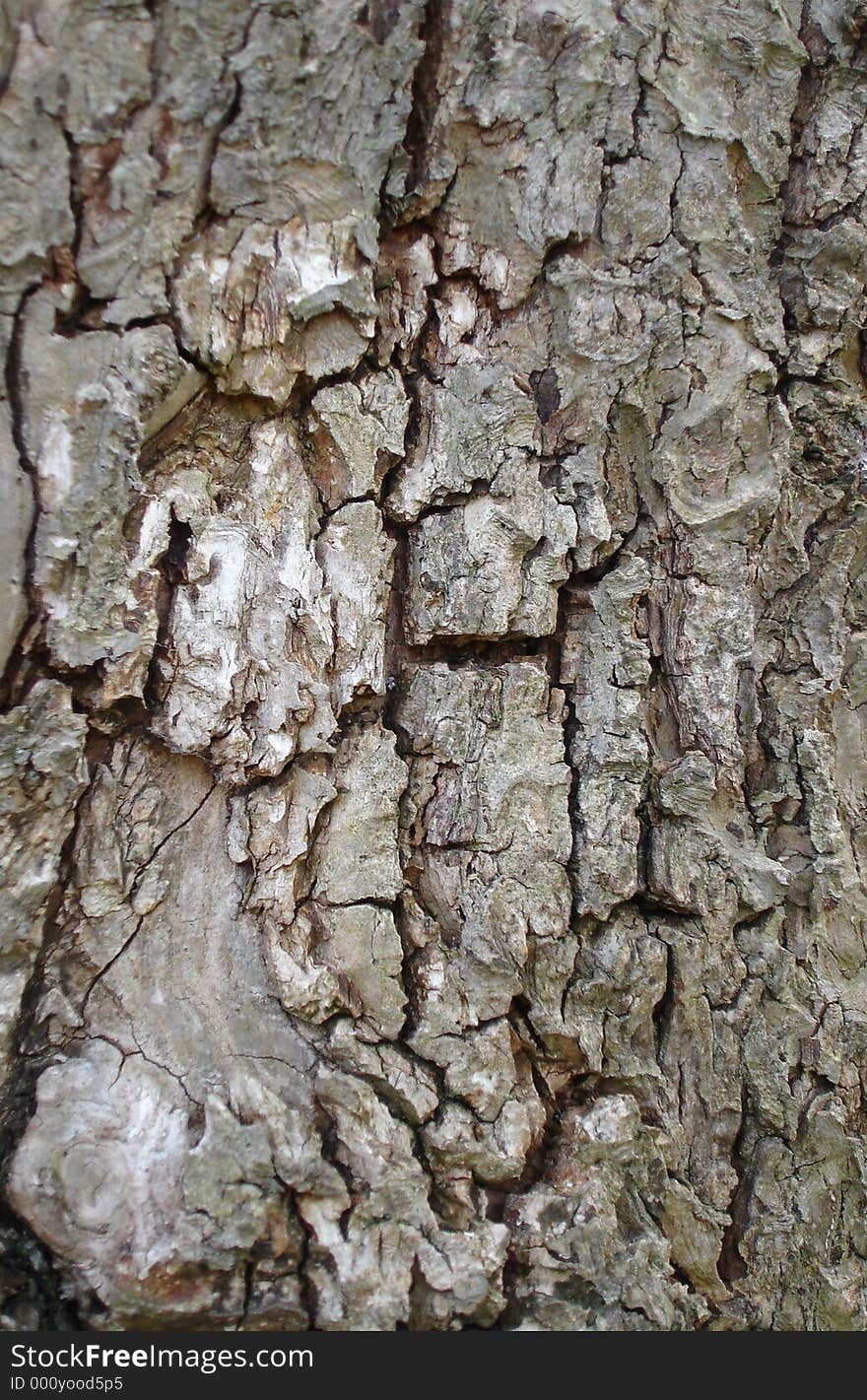 Close up of tree bark