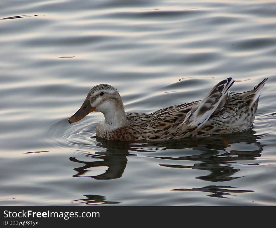 A duck swimming in calm waters.