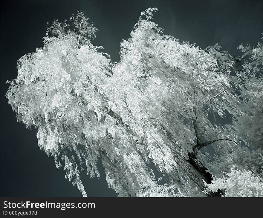 Trees in NYC Central Park, infrared