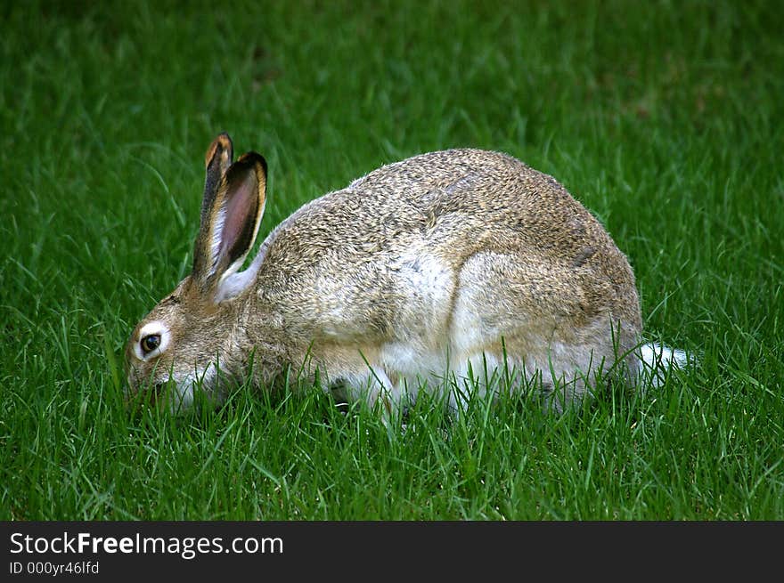 A brown jackrabbit eating grass