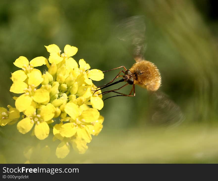 Insect on yellow flowers. Insect on yellow flowers