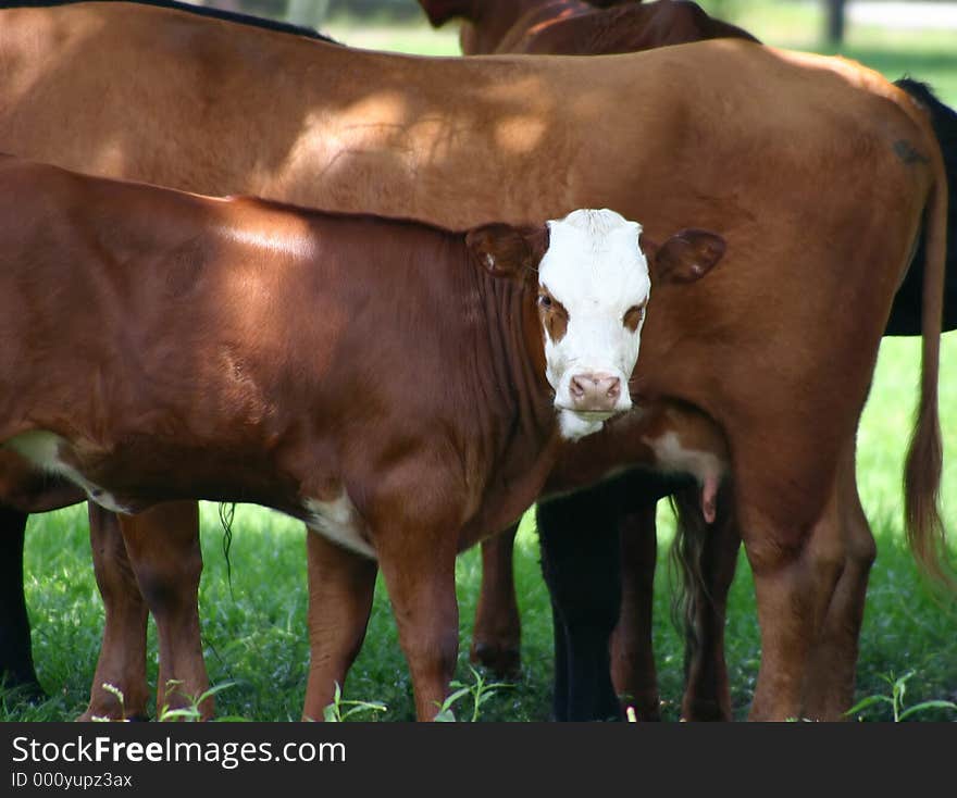 Calf Ready to Nurse