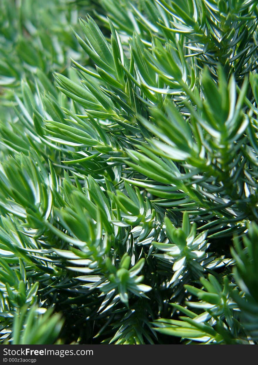 Green plant in sunlight