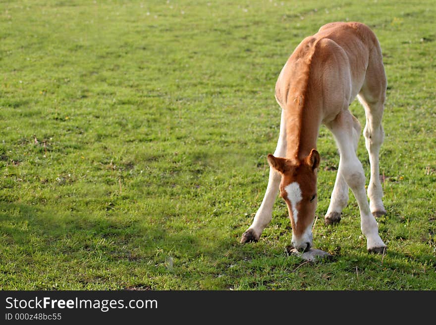 New born draft horse in a pasture Waterloo Iowa. New born draft horse in a pasture Waterloo Iowa