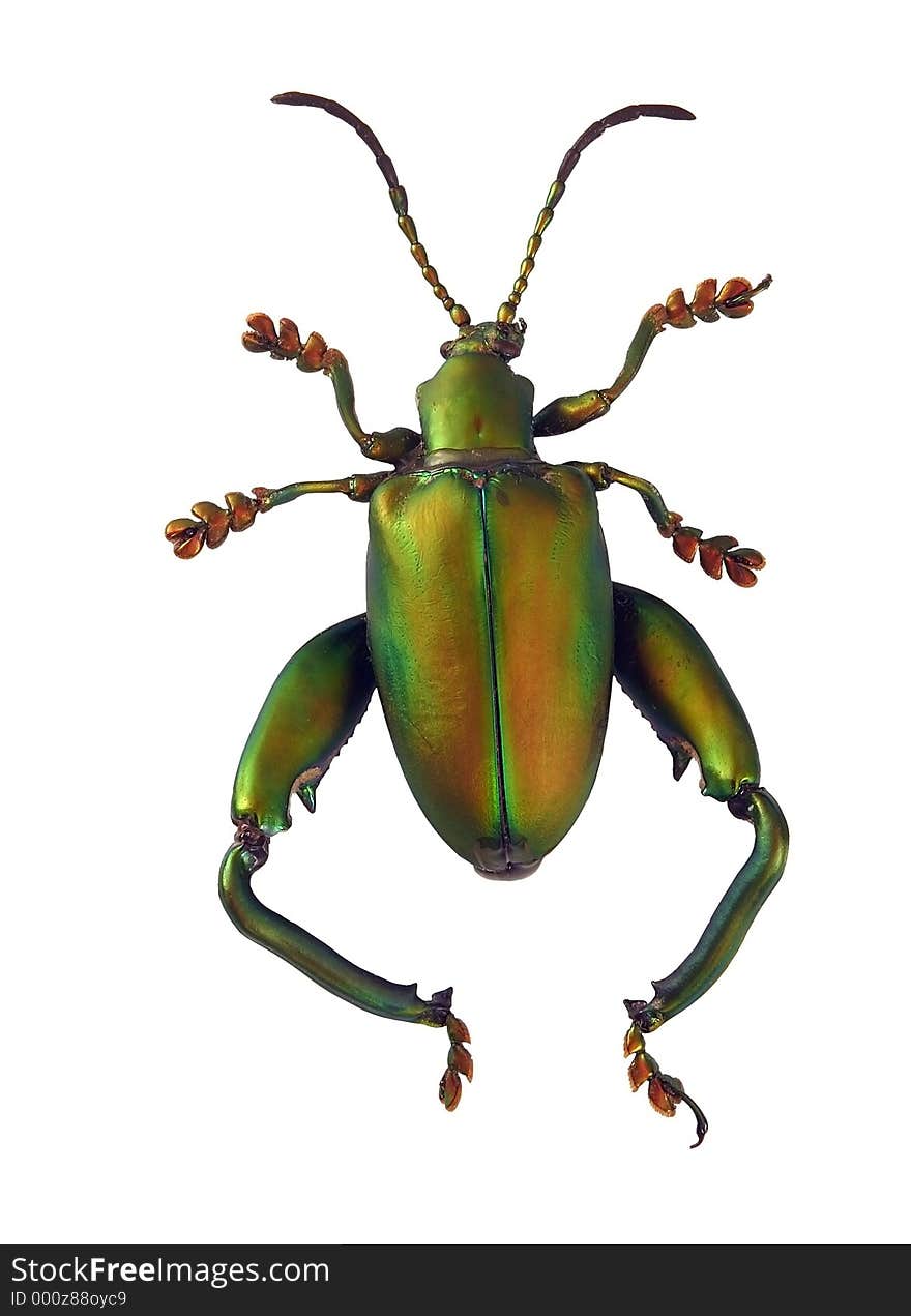 Close-up of a matte green beetle isolated on a white background