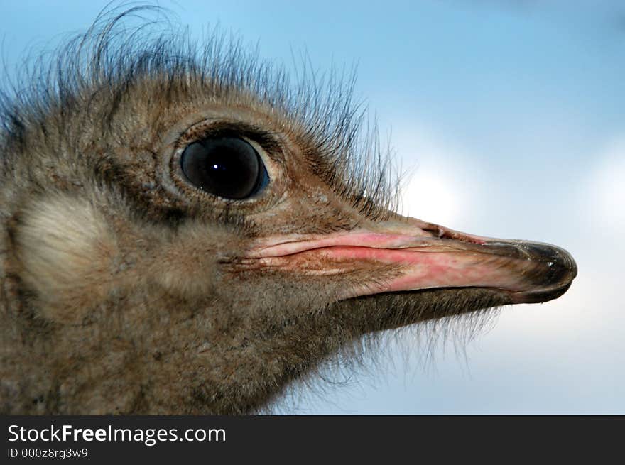 Closeup of an ostrich head. The beak is starting to show pink, meaning that it is nearing breading time. Closeup of an ostrich head. The beak is starting to show pink, meaning that it is nearing breading time.