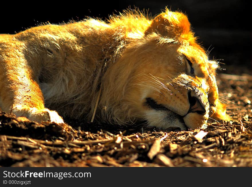 A Lion sleeping in the morning sun. A Lion sleeping in the morning sun